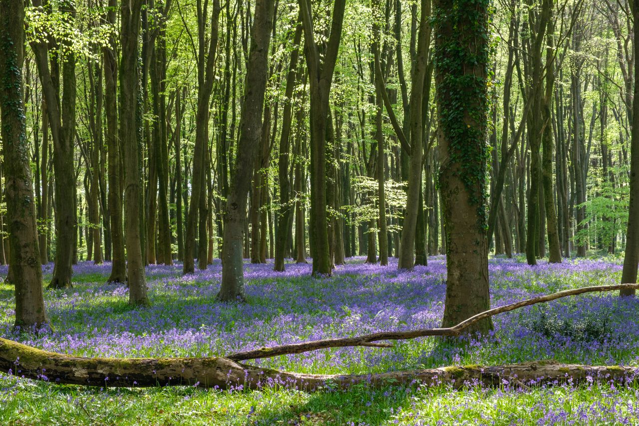 Cotswolds beech woodlands path