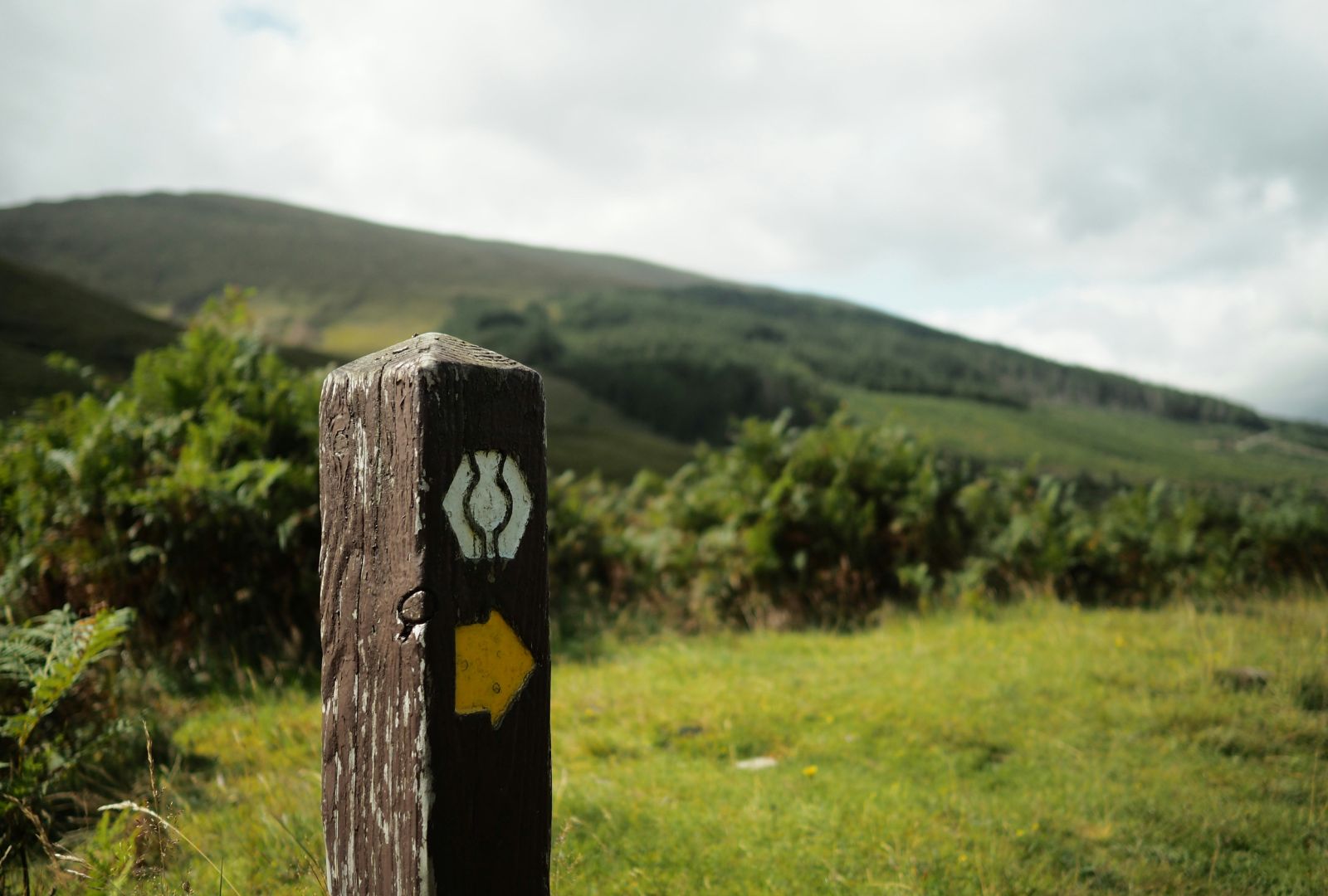 A wooden fingerpost with the West Highland Way logo and a yellow arrow. In the background are lush green ferns and mountains.