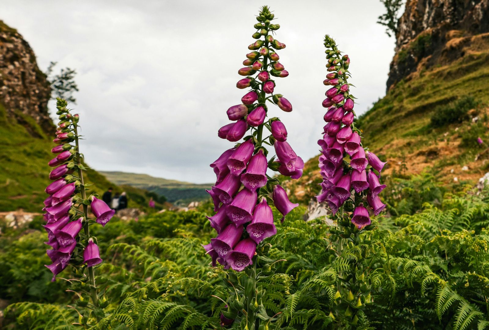 Two large purple foxgloves in the Scottish Highlands.